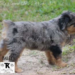 Miniature Australian Shepherd and Toy Australian Shepherd Puppies from TK Mini & Toy Aussies