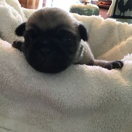 Girl 1 - Pug puppy from Khloe’s WV Pugs