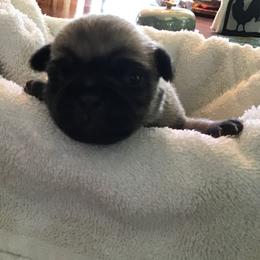 Girl 1 - Pug puppy from Khloe’s WV Pugs