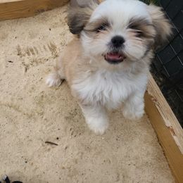 Shih Tzu Puppies from Shannon's Shih Tzu's