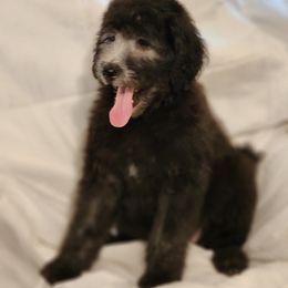 Goldendoodle Puppies from Country Pups Doodles