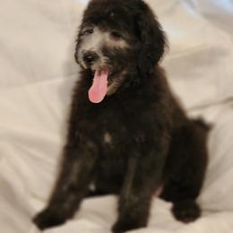 Goldendoodle Puppies from Country Pups Doodles