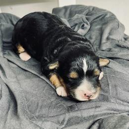 Hank - Tri-color male Bernedoodle puppy in Liberty, Pennsylvania from Mountain Springs Farm
