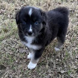 Amari - Black tri-color female Australian Shepherd puppy in Mount Vernon, Texas from RJ's Aussie Posse