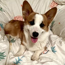 Jasper - Pembroke Welsh Corgi