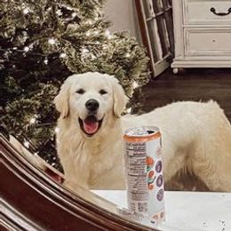 Lexus - Golden Retriever