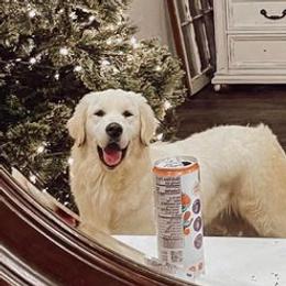 Lexus - Golden Retriever