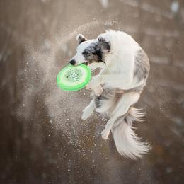Border Collie All Grown Up from Botanical Border Collies