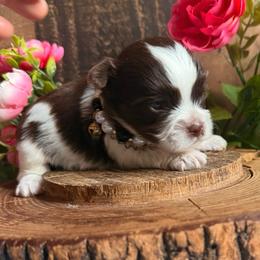 Versace - Chocolate, tan and white male Yorkshire Terrier puppy in Howe, Oklahoma from Ray Holder