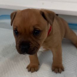 Chaos - Red male Staffordshire Bull Terrier puppy in Port Saint Lucie, Florida from Southern Staffies