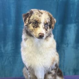 Reese - Red merle male Miniature American Shepherd puppy in Monroe, Utah from Shawnkara Australian Shepherds & Miniature American Shepherds