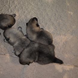 Boy 2 - Black and silver male Keeshond puppy in Fayetteville, Tennessee from Erbekees-Keeshonden