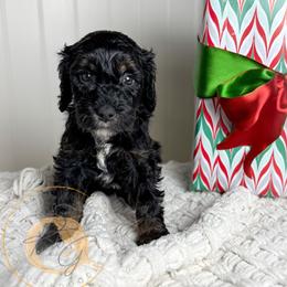 Professor Plum (purple collar male) - Phantom male Goldendoodle puppy in Murrieta, California from Apricot Poodles & Goldendoodles, LLC