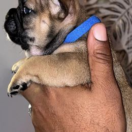 French Bulldogs from Fritz Kennel
