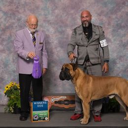 Bullmastiff All Grown Up from NERO Bullmastiffs
