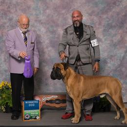Bullmastiff All Grown Up from NERO Bullmastiffs