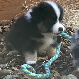 Miniature American Shepherd Puppies from Destiny Aussies