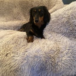 Kaycee - Dachshund
