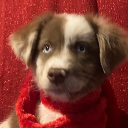 Patches - Red merle Miniature Australian Shepherd puppy in Granbury, Texas from Jubilee Acres