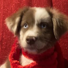 Patches - Red merle Miniature Australian Shepherd puppy in Granbury, Texas from Jubilee Acres