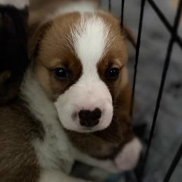 Ember - Red female Pembroke Welsh Corgi puppy in Magnolia, Texas from Wiggle Ranch Corgis