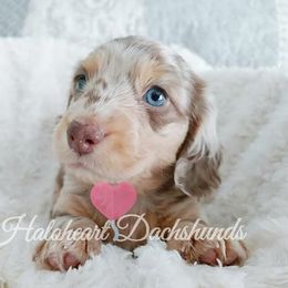 Dachshund Puppies from Haloheart Dachshunds