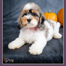 November - Merle female Cockapoo puppy in Connersville, Indiana from Deaz Doodle Ranch