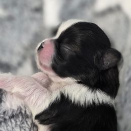 Blessing - Black and white female Shichon puppy in Ronda, North Carolina from Willow River