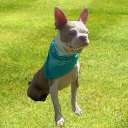 Missi - Boston Terrier