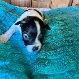 Clarabelle - Parti female Miniature Schnauzer puppy in Elk Grove, California from Meuser's Miniature Schnauzers