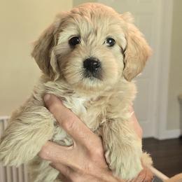 Barnaby - Apricot male Goldendoodle puppy in Crawfordsville, Indiana from Winding Creek Ranch Doodles