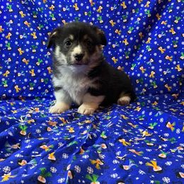 Pembroke Welsh Corgi Puppies from Buckeye Corgi