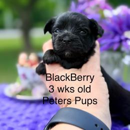 BlackBerry - Black and tan female Yorkshire Terrier puppy in Hertford, North Carolina from Peters Pups AKC Yorkshire Terriers
