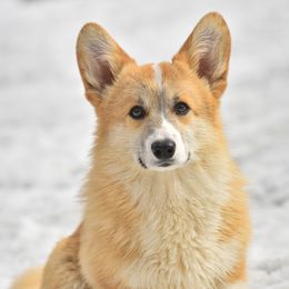 Sashimi - Pembroke Welsh Corgi