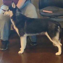 Yin - Siberian Husky