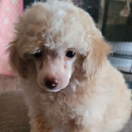 Apricot boy - Apricot male Poodle puppy in Vinemont, Alabama from RottenDog's Poodles