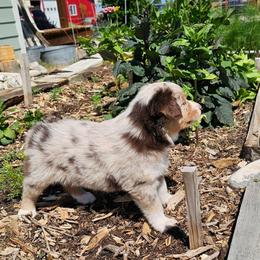 Wire - Red merle male Australian Shepherd puppy in Powell, Wyoming from Waterworth Australian Shepherds