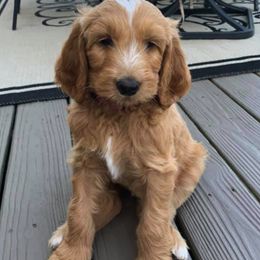 Goldendoodles from Davison Doodles