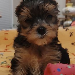 Bloodhound and Yorkshire Terrier Puppies from Buckingham Bloodhounds
