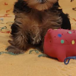 Bloodhound and Yorkshire Terrier Puppies from Buckingham Bloodhounds
