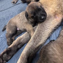 Mulligan - Fawn male Belgian Malinois puppy in East Freedom, Pennsylvania from CR Belgian Malinois