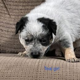 Girl 2 - Blue mottled Australian Cattle Dog puppy in Eudora, Kansas from Captain’s Creek Labradors & Australian Cattle Dogs