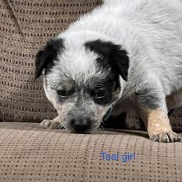 Girl 2 - Blue mottled Australian Cattle Dog puppy in Eudora, Kansas from Captain’s Creek Labradors & Australian Cattle Dogs