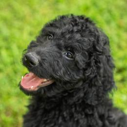 Goldendoodle puppies from New Caney Doodles