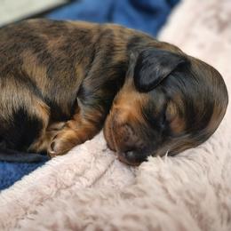 Rose - Dapple female Dachshund puppy in El Mirage, Arizona from Sunset Dachshunds