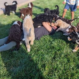 Bernedoodle Puppies from Central Valley K9