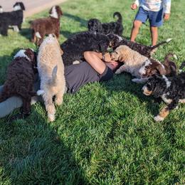 Bernedoodle Puppies from Central Valley K9