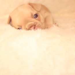 French Bulldog Puppies from VP Kennels