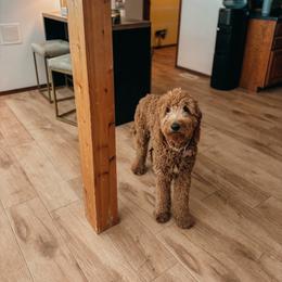 Ariel - Goldendoodle