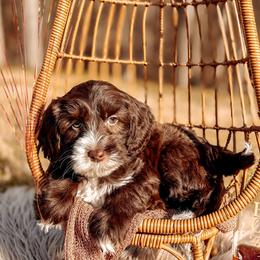 Maple - Chocolate female Australian Labradoodle puppy in Decatur, Alabama from Southern Meadows Doodles